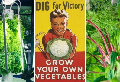 The New Take on the Victory Garden4